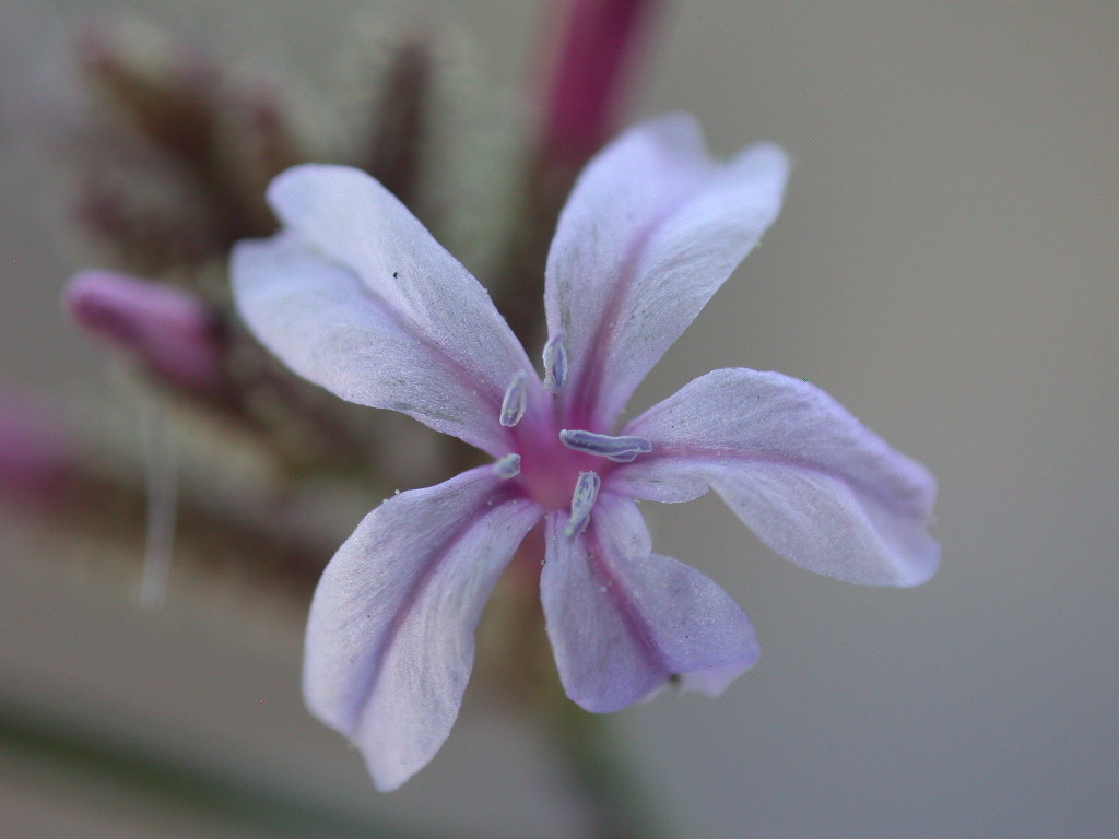 Plumbago europaea / Caprinella